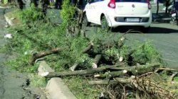 Galhos pertencentes às árvores que foram cortadas na Avenida José Felício Castellano