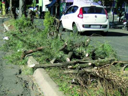 Galhos pertencentes às árvores que foram cortadas na Avenida José Felício Castellano