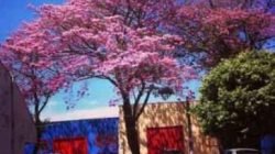 Campanha #NossaCordeirópolis quer valorizar pontos turísticos da cidade