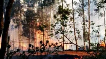 Fogo que começou em uma empresa de madeiras se alastrou e atingiu a Floresta Estadual na tarde de sábado. As chamas provocaram nova destruição (Foto: Gilson Leite)