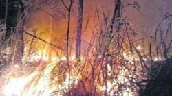 Foto enviada pelo leitor Paulo R. Ortiz mostra um dos dois incêndios que atingiram a Floresta Estadual na sexta e no sábado