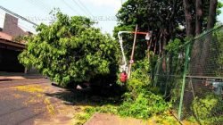 Ao menos 10 árvores localizadas no NAM foram podadas na tarde dessa terça-feira (14)