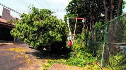 Ao menos 10 árvores localizadas no NAM foram podadas na tarde dessa terça-feira (14)