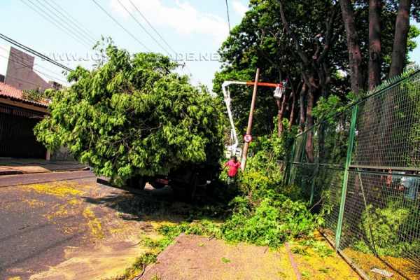 Ao menos 10 árvores localizadas no NAM foram podadas na tarde dessa terça-feira (14)