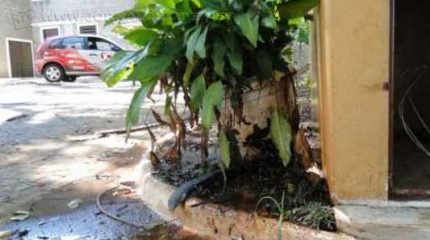 Apesar da atual crisa hídrica vivida na região, o JC encontrou, em Cascalho, escoamento de água intermitente.