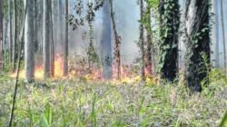 Floresta Estadual Edmundo Navarro de Andrade registrou vários incêndios neste ano