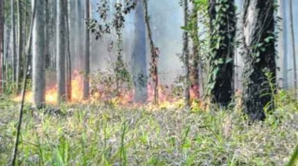 Floresta Estadual Edmundo Navarro de Andrade registrou vários incêndios neste ano