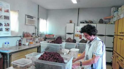 A Profª Drª Ana Maria Costa Leonardo, chefe do Departamento de Biologia da Unesp, que estuda a biologia dos cupins