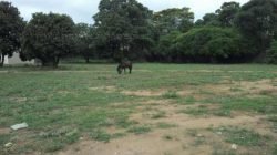 Flagrante de animal solto na Rua M-7, no bairro Jardim Independência. Serviço de recolhimento de animais atualmente está suspenso em Rio Claro