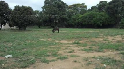 Flagrante de animal solto na Rua M-7, no bairro Jardim Independência. Serviço de recolhimento de animais atualmente está suspenso em Rio Claro