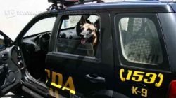 Thor é um dos cães farejadores da Guarda Municipal