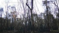 Vinte e uma espécies de aves que ocorrem no município só ocorriam naquela região