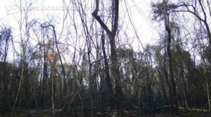 Vinte e uma espécies de aves que ocorrem no município só ocorriam naquela região