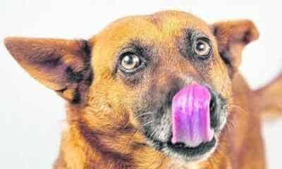 Chocolates contêm a substância teobromina, muito prejudicial para cães e gatos (Foto: Silvia Faller / Clube dos Vira-latas)