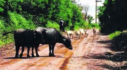 Búfalos também foram flagrados na mesma região por outro leitor