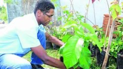 Mudas da figueira foram entregues à comunidade no Dia da Consciência Negra, em ato cívico no último dia 20 de novembro