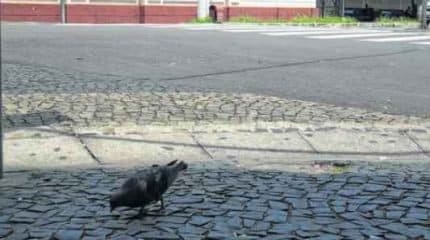 Pombo procura por alimentos em frente a uma lanchonete na Rua 1, defronte ao terminal de ônibus urbano na antiga Estação
