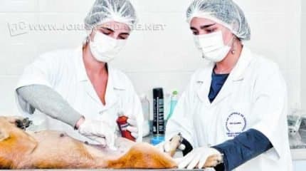 Para agendar a castração do animal a pessoa deve entrar em contato com o Centro de Zoonoses: telefone 3535-4441