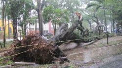 Árvore caiu durante forte chuva na tarde desta terça-feira (30)