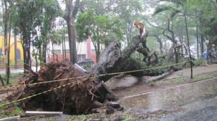 Árvore caiu durante forte chuva na tarde desta terça-feira (30)
