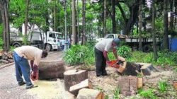 Árvore de grande porte caiu atrás de uma banca no Jardim Público
