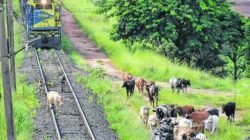 Cerca de 40 animais circulam pela linha férrea com trem em movimento. Maquinista teve que reduzir a velocidade e acionar a buzina para afastar os bovinos do caminho