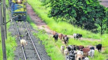 Cerca de 40 animais circulam pela linha férrea com trem em movimento. Maquinista teve que reduzir a velocidade e acionar a buzina para afastar os bovinos do caminho