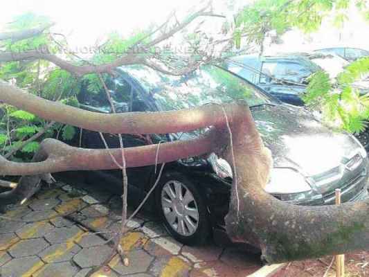 Prefeitura informou que galho estava sadio, portanto, a queda foi acidental