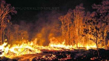 O movimento de replantio foi motivado pelos incêndios que castigaram a floresta nos meses de setembro e outubro de 2014