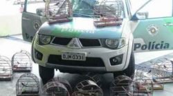 DENUNCIE VOCÊ TAMBÉM: crimes ambientais devem ser delatados