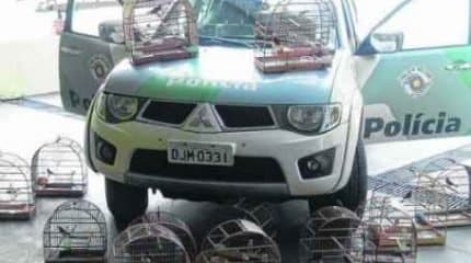 DENUNCIE VOCÊ TAMBÉM: crimes ambientais devem ser delatados