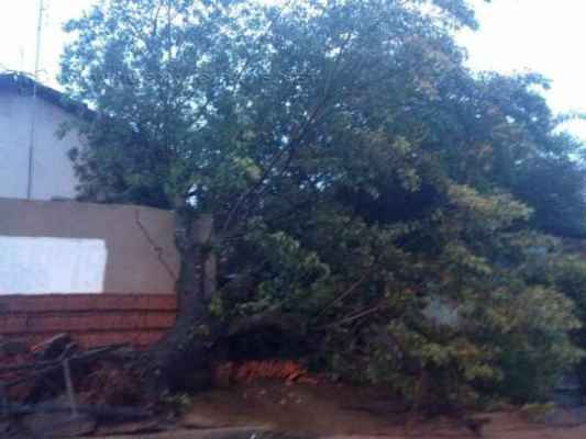 Forte chuva derrubou árvore na Rua São Benedito (foto enviada pela leitora: Catia Moraes)