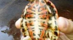 Uma das surpresas da visitante, foi encontrar um filhote de cágado