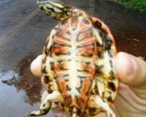 Uma das surpresas da visitante, foi encontrar um filhote de cágado