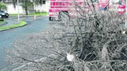 TEMPORAL: fortes ventos provocaram queda de um pinheiro na Rua 3 com a Avenida 29, na região do bairro Cidade Jardim