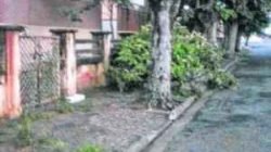 TEMPORAL: pancada de chuva de quarta (4) alagou pontos da Visconde. Chuva de quinta (5) provocou queda de galhos