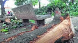 Na manhã dessa quinta-feira (5), galhos e folhagem estavam separados para recolhimento; moradora alega haver insegurança para quem passa pelo local