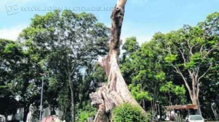 Parte do tronco que cedeu com o temporal em fevereiro de 2014, ainda, permanece no local