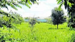 Área verde na Avenida 45, entre Ruas 8 e 9, Cidade Jardim, depende de capinagem feita pela prefeitura