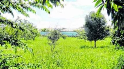 Área verde na Avenida 45, entre Ruas 8 e 9, Cidade Jardim, depende de capinagem feita pela prefeitura