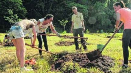 Novo mutirão de replantio na Feena ocorre nas manhãs de sábado (7) e de domingo (8). Ação está recrutando voluntários