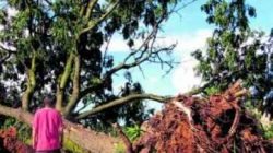 Morador lamenta interrupção bruta dos tratores na vida de árvores de grande porte