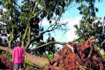 Morador lamenta interrupção bruta dos tratores na vida de árvores de grande porte