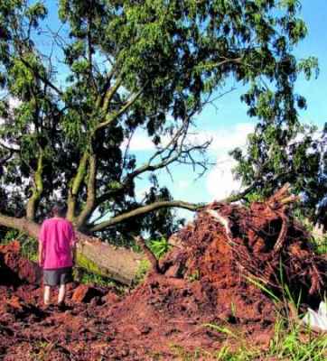 Morador lamenta interrupção bruta dos tratores na vida de árvores de grande porte