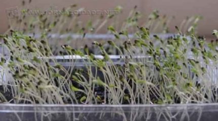 Os brotos têm sabor delicado e são muito saudáveis