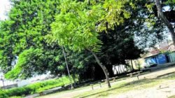 Praça Vereador Silas Bianchini está limpa e com mato cortado, mas tem bancos quebrados