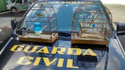 Pássaros apreendidos pela Guarda Civil Municipal