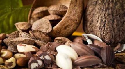 A castanheira pode atingir até 50 metros de altura e mil anos de idade