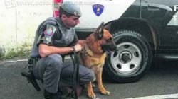 BOM DE FARO: o cachorro do canil da PM não teve dificuldades para encontrar os pinos de cocaína escondidos