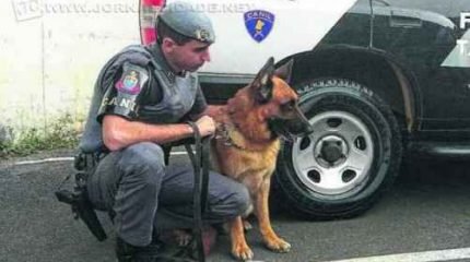 BOM DE FARO: o cachorro do canil da PM não teve dificuldades para encontrar os pinos de cocaína escondidos